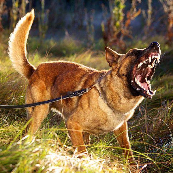 Animal, Dog Attacks, Bites, Scratches - Personal Injury Claim Experts / No Win, No Fee / Accident Claims Bournemouth